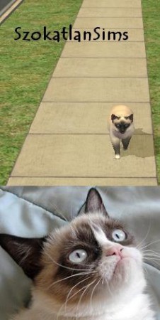 Grumpy Cat, Te vagy az? :D